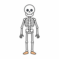 Skeleton vector illustration, skeleton head vector art, halloween skeleton silhouette, skeleton of a person
