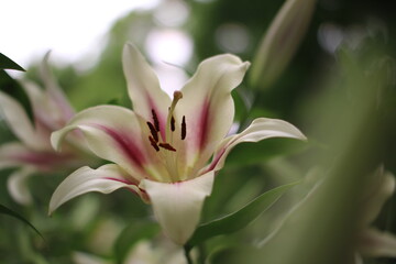 ピンクストライプの百合