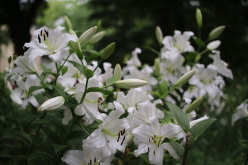 林と白ユリの集まり