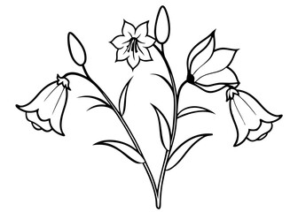 Line art of Canterbury Bells flower