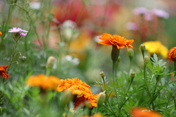 マリーゴールド