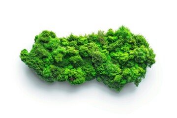 A cluster of green plants on a white surface