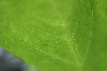 向日葵の新葉の葉脈