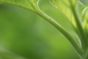 向日葵の新緑(茎の腺毛)