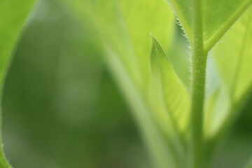 向日葵の新緑(茎の腺毛と新葉)