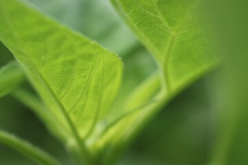 向日葵の新緑(葉脈)