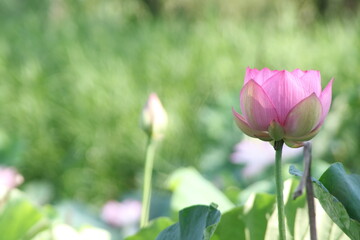 蓮の花(陽光を背景に)