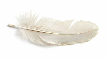 Feather Isolated on White Background