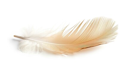 Obraz premium Feather Isolated on White Background