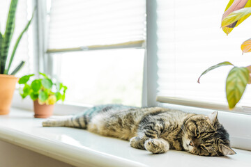 Cat on window sill with home plants. Beautiful cozy interior with window roller shades and cat at a window.