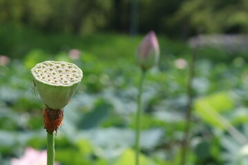 蓮の実と池