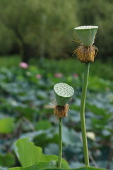 蓮の実２本