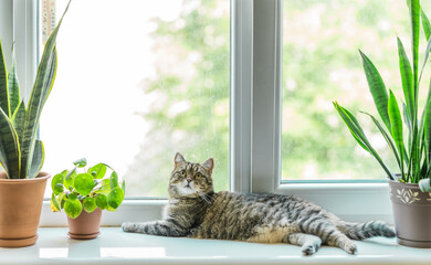Cat on window sill with home plants. Beautiful cozy interior with window roller shades and cat at a...