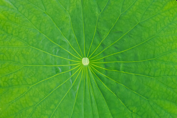 The veins of a lotus leaf stretch out like a spider's web.