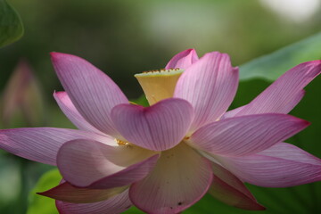 蓮の花(横からのクローズアップ)