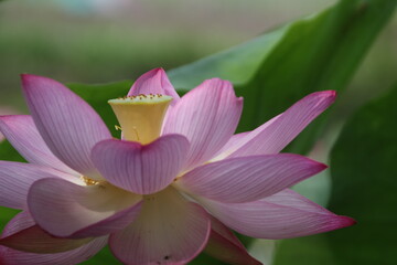 蓮の花(横からのクローズアップ)