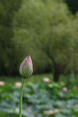 蓮の蕾