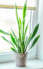 Sansevieria plant in a pot on a window sill. Houseplant care concept.