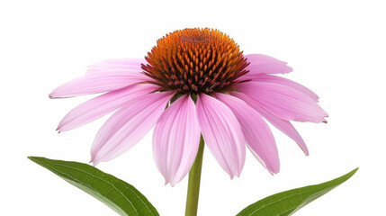 blooming echinacea flower with pink petals and dark orange center, isolated on a white background, intricate texture 