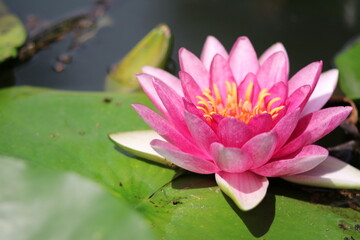 ピンクの睡蓮の花