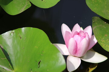 ピンクの睡蓮の花