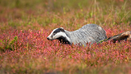 European badger (Meles meles), also known as the Eurasian badger, is a badger species in the family Mustelidae native to Europe and West Asia and parts of Central Asia © Milan