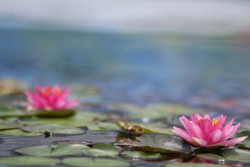 池に浮かぶ睡蓮