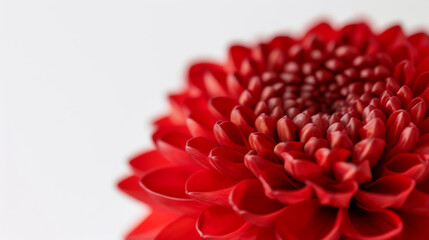 close-up of a deep red mum flower, isolated on a white background, compact and intricate petals 