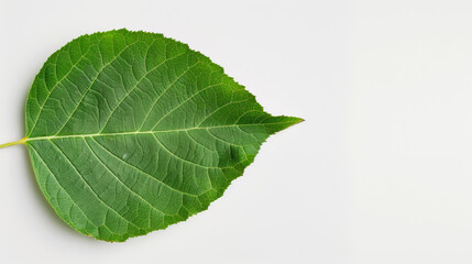 Obraz premium close-up of a poplar leaf with triangular shape, isolated on a white background, shiny green surface 
