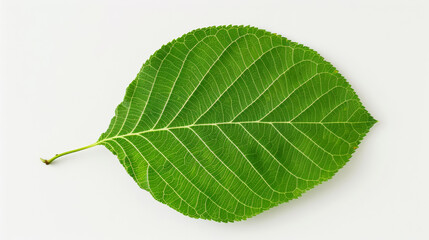Obraz premium close-up of a poplar leaf with triangular shape, isolated on a white background, shiny green surface 
