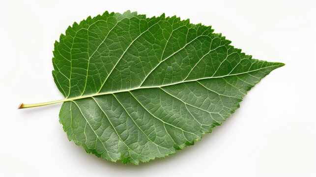 close-up of a poplar leaf with triangular shape, isolated on a white background, shiny green surface 