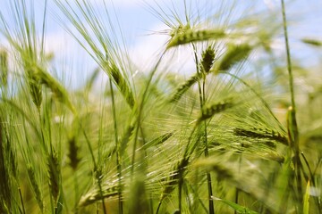 unripe ears of corn in a field against a blue sky