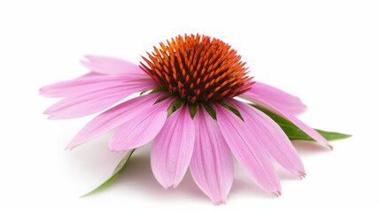 close-up of an echinacea flower with pink petals and spiky orange center, isolated on a white background, known for boosting immunity 