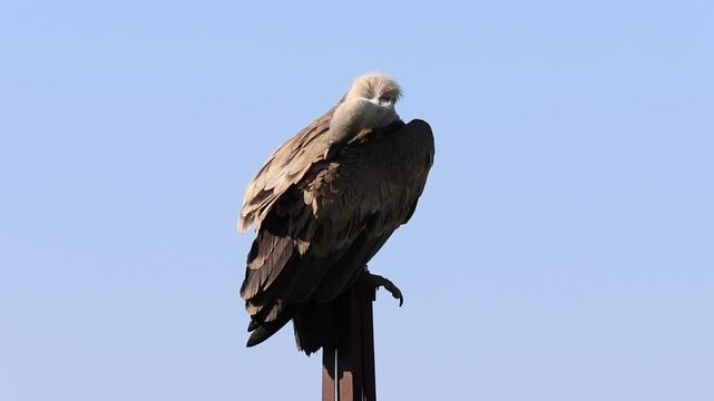 Plano cerrado de buitre leonado, gyps fulvus, acicalandose el plumaje sobre poste de tendido electrico en desuso, Alcoy, Espa&ntilde;a