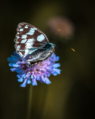 Schachbrett Schmetterling