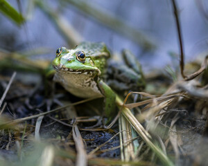 Teichfrosch, Wasserfrosch