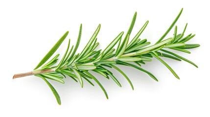 Fototapeta premium A single sprig of rosemary sits on a clean white background, perfect for use in designs and layouts where a touch of greenery is needed