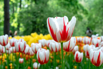 White tulips Gesner's with red stripes bloom in a flower garden.
