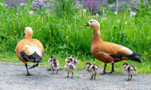 Red duck or Ogar duck with small ducklings.