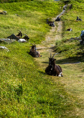 Valley of Rocks, Exmoor,  Devon, England.