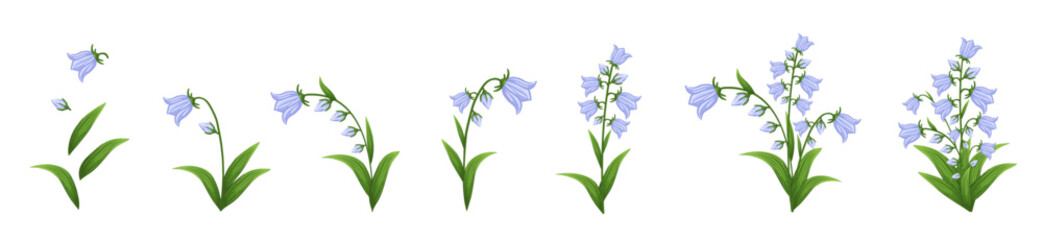 Bluebell flowers set. Floral plants with blue blooms. Botanical vector illustration isolated on white background.