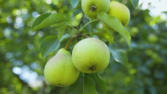 footage of Pear Hanging on tree. Fresh juicy pears on pear tree branch. Organic pears in natural environment. Crop of pears in summer garden. Beautiful natural pears weigh on a pear tree.