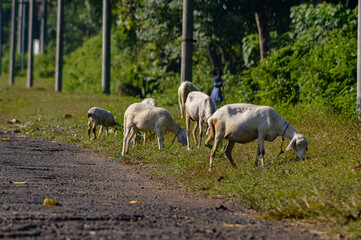 A group of goats are eating grass under the hot sun. Livestock of local residents.