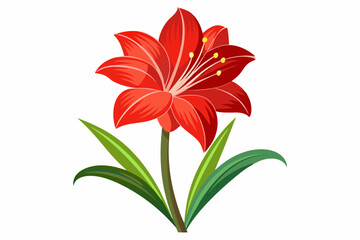 Obraz premium Amaryllis flower vector illustration