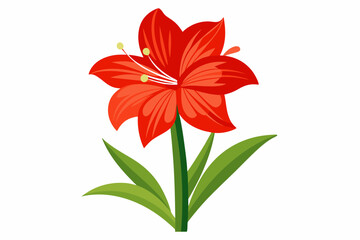 Amaryllis flower vector illustration