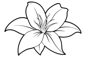 Line art of amaryllis flower