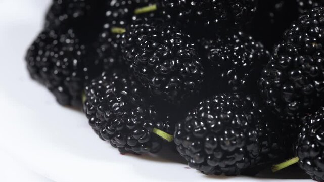 fresh mulberry rotated plate, close up, seamlessly tiling. Wild berries.