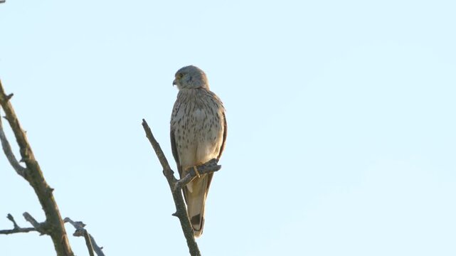 Common Kestrel, Falco tinnunculus, little bird of prey. Close up. Slow motion.