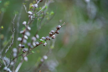 beautiful gum Trees and shrubs in the Australian bush forest. Gumtrees and native plants growing in Australia in spring