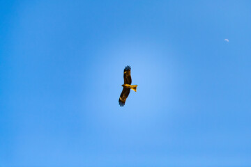 bird in the sky